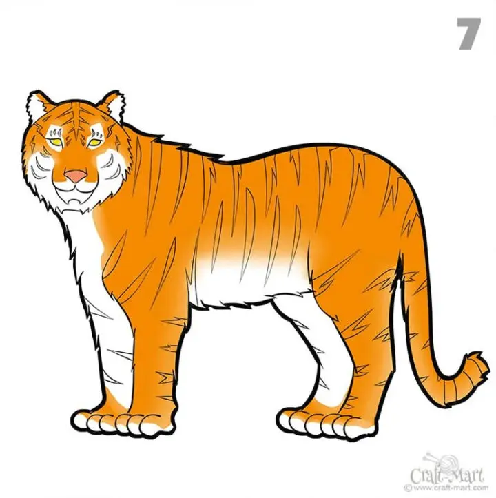 Nice Drawing Of A Tiger for Beginners