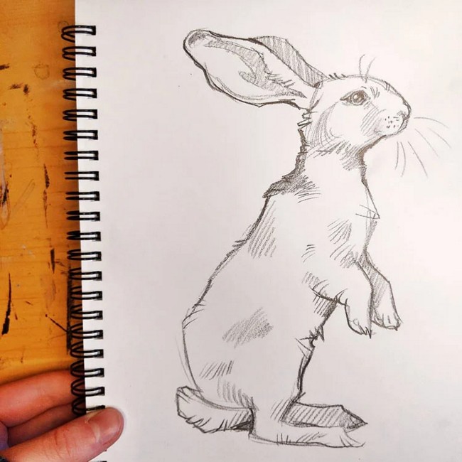 Rabbit Sketch