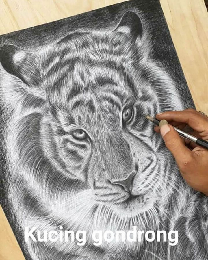 Realism Tiger Drawing