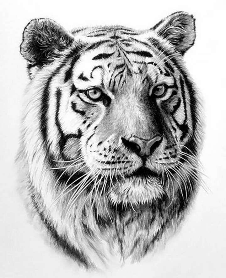 Realistic Tiger Drawing 1