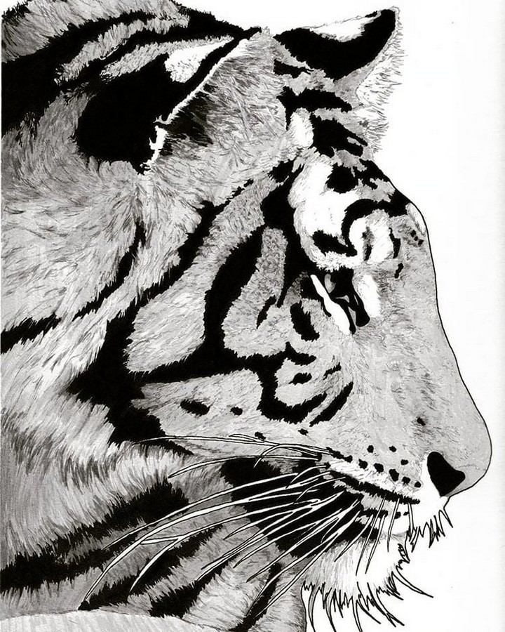 Side Profile Of Tiger