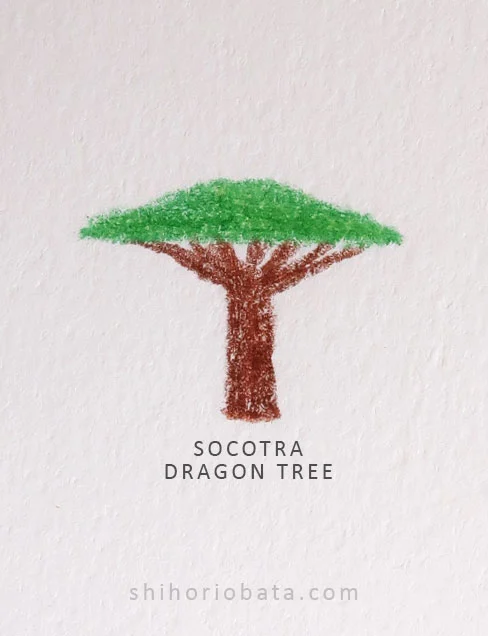 Socotra Dragon Tree