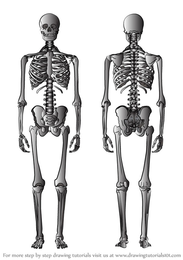  Step By Step Tutorial Of bone sketch