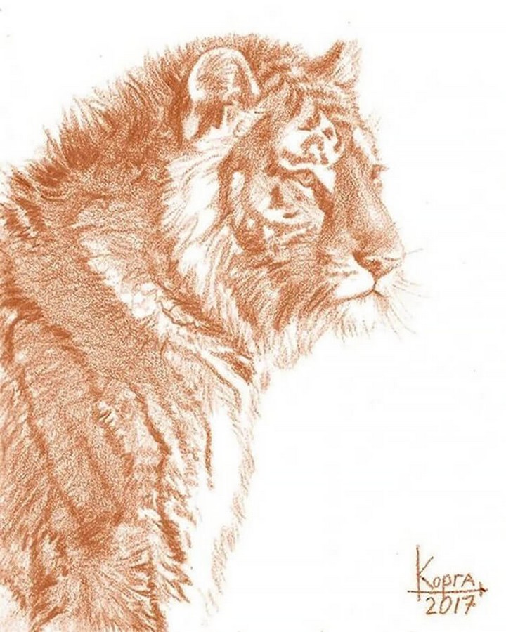 Tiger Sketch with Colored Pencil