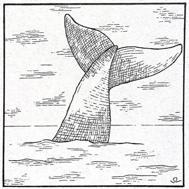 Whale Fluke