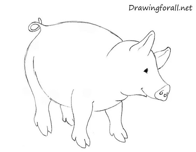 Cute Pig Drawing
